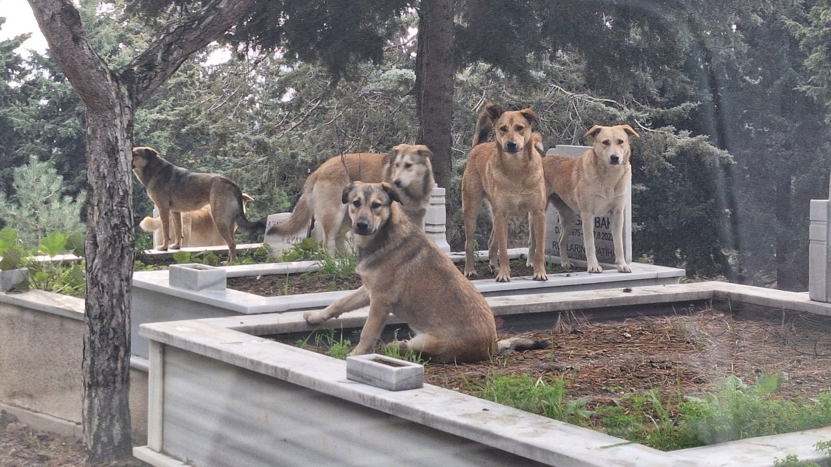 Türkiye’nin kanayan yarası: Başıboş köpekler mezarlıklarda sürü halinde geziyor